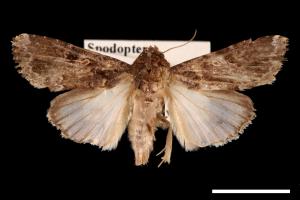 Spodoptera mauritia acronyctoides[灰翅夜蛾][00002737]