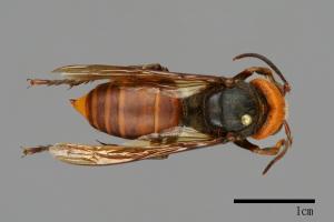 Vespa mandarinia[中華大虎頭蜂][00096470]