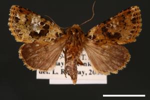 Xenotrachea albidisca pseudidisca[白腎陌夜蛾][00001974]