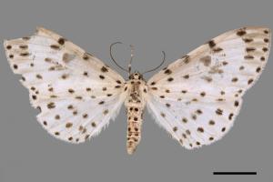 Antipercnia cordiforma[大胡麻斑星尺蛾][00044192]