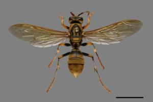 Polistes rothneyi[黃長腳蜂][00072573]