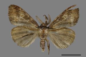 Ilema kosemponica[甲仙毒蛾][00054877]