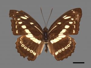 Athyma asura baelia[白圈三線蝶][00013620]