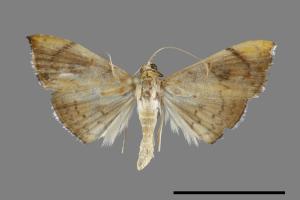 Hyalobathra coenostolalis[00093109]