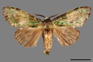Somera viridifusca viridifusca[瑟舟蛾][00045887]
