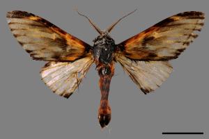 Neopheosia fasciata fasciata[00028999]