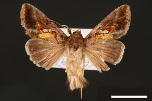 Chrysodeixis eriosoma[南方錁夜蛾][00003442]