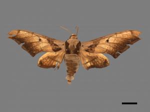 Ambulyx japonica angustifasciata[日本鷹翅天蛾][00017639]