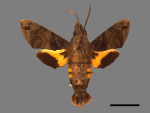 Macroglossum pyrrhosticta[黃斑長喙天蛾][00016537]