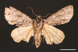 Acronicta albistigma[00000443]