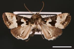 Phlogophora albovittata[白斑錦夜蛾][00002038]