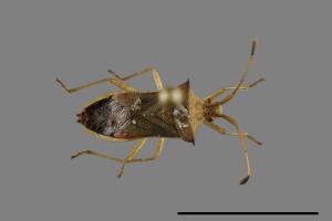 Cletus trigonus[肩棘緣蝽][00094444]