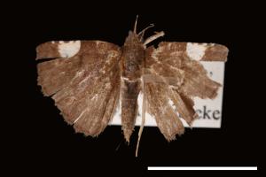 Pangrapta costinotata[00007826]
