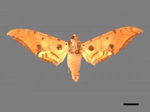 Ambulyx ochracea[鷹翅天蛾][00050520]