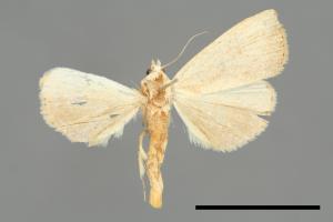 Rivula leucanioides[00008432]