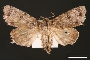 Acronicta pruinosa[00000452]