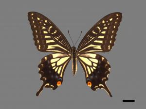 Papilio xuthus[柑橘鳳蝶][00013661]