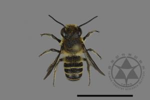 <已分類>Genus：Megachile[切葉蜂屬][00197962]