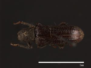 Dicraeosis carinatus[00083752]