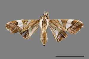 Glyphodes itysalis[00021733]