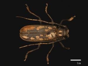 Batocera lineolata[白條天牛][00080858]