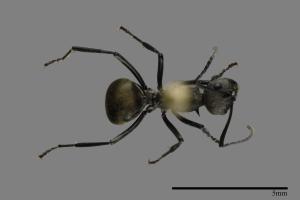 Polyrhachis dives[黑棘山蟻][00093584]