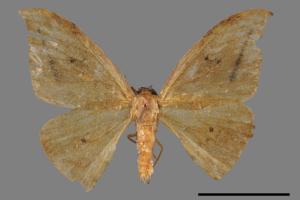 Strepsigonia diluta takamukui[枯葉紋鉤蛾][00045666]