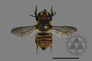 Megachile rufovittata[紅圈切葉蜂][00197115]