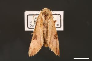 Tiracola plagiata[掌夜蛾][00001290]