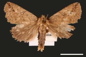 Xylostola indistincta[矇紋夜蛾][00003009]