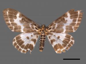 Pogonopygia nigralbata[雙排緣尺蛾][00090665]