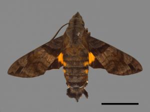 Macroglossum pyrrhosticta[黃斑長喙天蛾][00088061]