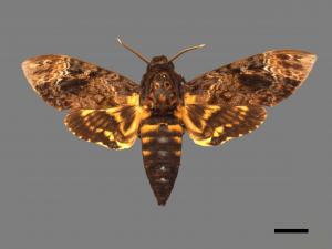Acherontia lachesis[人面天蛾][00017805]