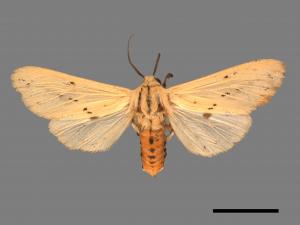 Spilarctia taiwanensis[黑鬚污燈蛾][00020471]