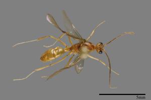<已分類>Family：Formicidae[蟻科][00094650]