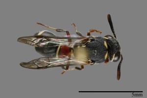 Paraleptomenes miniatus miniatus[00117644]