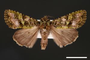 Euplexidia angusta[00001940]