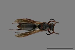 Polistes eboshinus[姬長腳蜂][00072629]