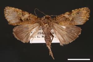 Euplexidia angusta[00001938]