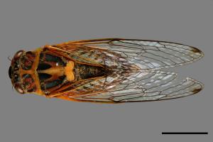 Nipponosemia terminalis[端黑蟬][00043474]