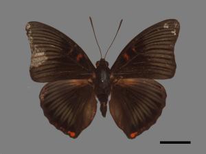 Euthalia irrubescens fulguralis[閃電蛺蝶][00013260]