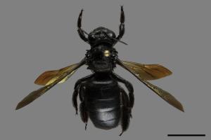 Xylocopa tranquebarorum[銅翼眥木蜂][00093577]