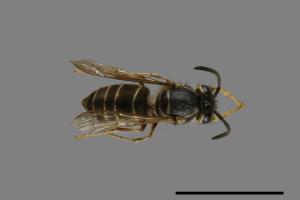 Vespula flaviceps[細黃胡蜂][00073352]