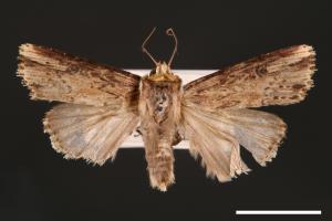 Axylia putris[朽木夜蛾][00001014]