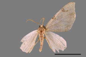 Heterophleps varegata[白線四斑波尺蛾][00039469]