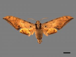 Ambulyx sericeipennis[臺灣鷹翅天蛾][00016676]
