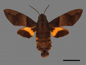 Macroglossum passalus[虎皮楠長喙天蛾][00016935]