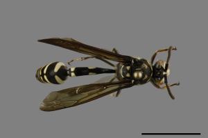 Phimenes flavopictus formosanus[虎蜾嬴][00100152]