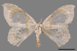 Macrauzata fenestraria insulata[台灣窗翅鉤蛾][00052378]