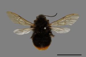 Bombus trifasciatus[威氏熊蜂][00074697]